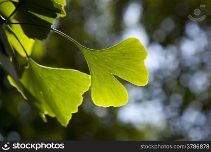 Ginkgo biloba leaf on a tree