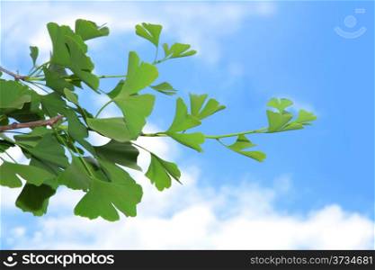 Ginkgo biloba leaf on the blue sky background.