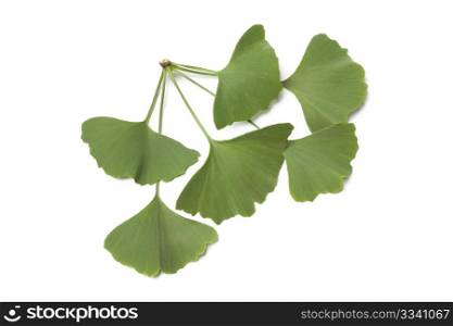Ginkgo biloba leaves on white background