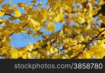 Ginkgo Biloba Tree, close up &#8211; autumn scene