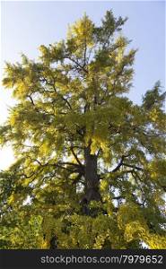 Ginkgo biloba tree in autumn