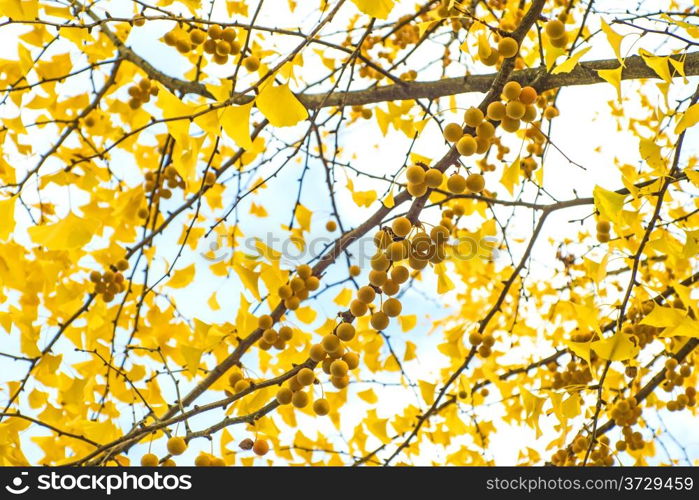 Ginkgo leaves and fruits in autumnal color