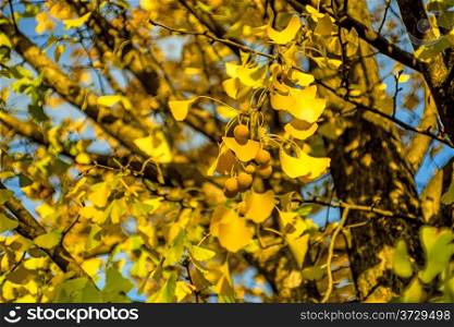Ginkgo leaves and fruits in autumnal color