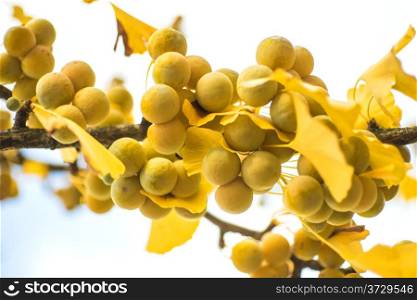 Ginkgo leaves and fruits in autumnal color