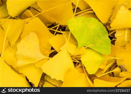 Ginkgo leaves in autumnal color. Ginkgo leaves autumnal color