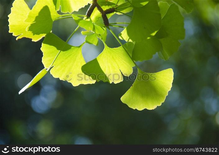 Ginkgo leaves. Leaves of Ginkgo biloba on the tree in sunshine with blue sky in background