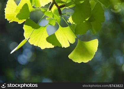 Ginkgo leaves. Leaves of Ginkgo biloba on the tree in sunshine with blue sky in background