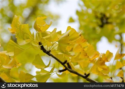 Ginkgo leaves. Yellow leaves of Ginkgo biloba on a tree in sunshine with blue sky in background