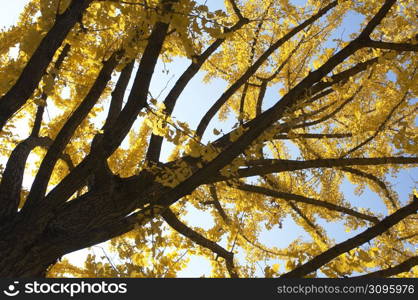 Ginkgo tree