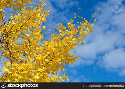 Ginkgo tree with yellow leaves in blue sky, fall background