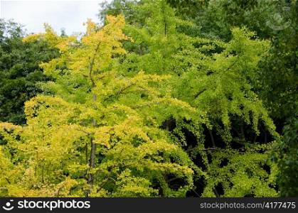 Ginkgo tree. Yellow leaves of a Ginkgo biloba on the tree
