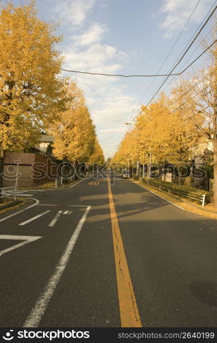 Ginkgo trees