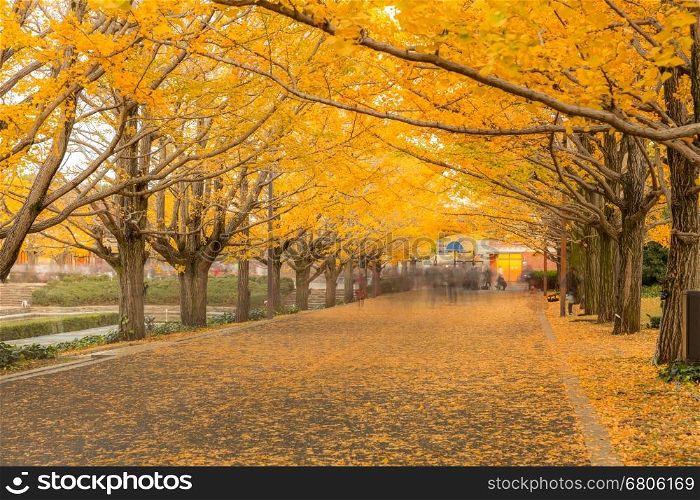 Ginkgo trees in Autumn in Tokyo Japan