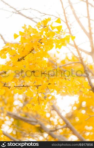 Ginkgo trees in Autumn in Tokyo Japan