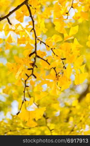 Ginkgo trees in Autumn in Tokyo Japan