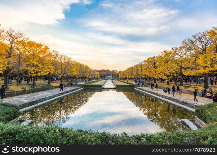 Ginkgo trees in Autumn in Tokyo Japan