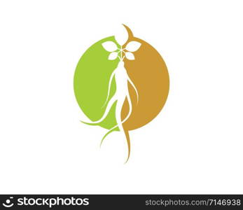 ginseng illustration icon vector design template