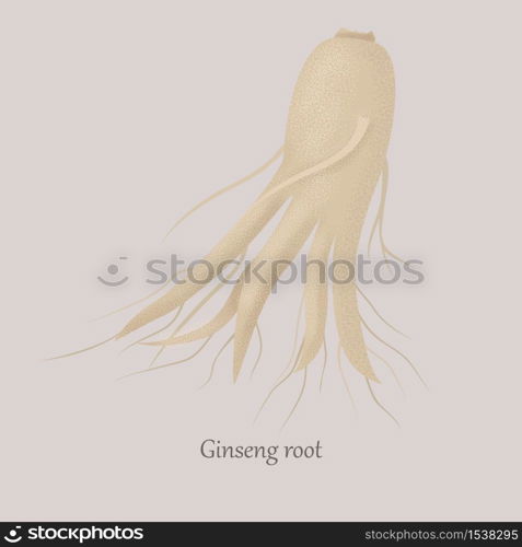 Ginseng root medical plant on a gray background. Panax ginseng root with beneficial properties.. Ginseng root medical plant on a gray background.