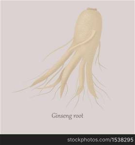 Ginseng root medical plant on a gray background. Panax ginseng root with beneficial properties.. Ginseng root medical plant on a gray background.