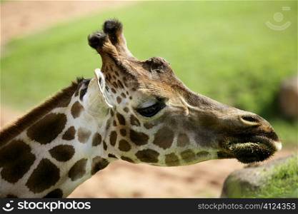 Girafe from Africa, detail of head eating green grass