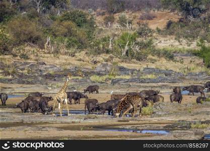 Giraffe and african buffalo in Kruger National park, South Africa ;Specie Giraffa camelopardalis family of Giraffidae. Giraffe and african buffalo in Kruger National park, South Africa
