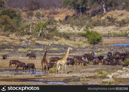Giraffe and african buffalo in Kruger National park, South Africa ;Specie Giraffa camelopardalis family of Giraffidae. Giraffe and african buffalo in Kruger National park, South Africa