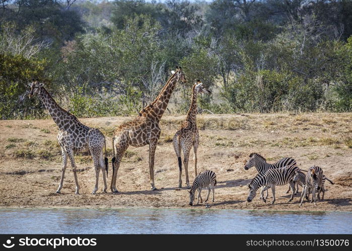 Giraffe and plains zebras in lakeside in Kruger National park, South Africa ; Specie Giraffa camelopardalis family of Giraffidae. Giraffe and plains zebra in Kruger National park, South Africa