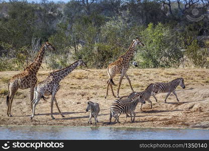 Giraffe and plains zebras in lakeside in Kruger National park, South Africa ; Specie Giraffa camelopardalis family of Giraffidae. Giraffe and plains zebra in Kruger National park, South Africa