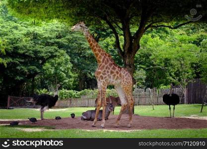 Giraffe, antelope and ostrich standing in the green garden.