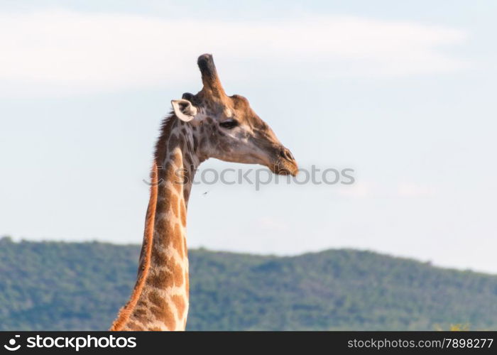 Giraffe at the Mokolodi Nature Reserve in Botswana