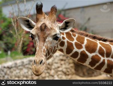 Giraffe at the zoo, head close-ups.