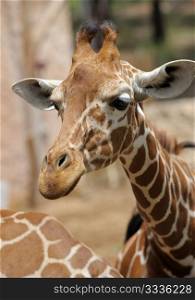 Giraffe at the zoo, head close-ups.
