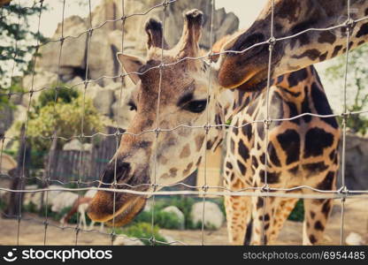 Giraffe bends down and looks into the camera through a fence.