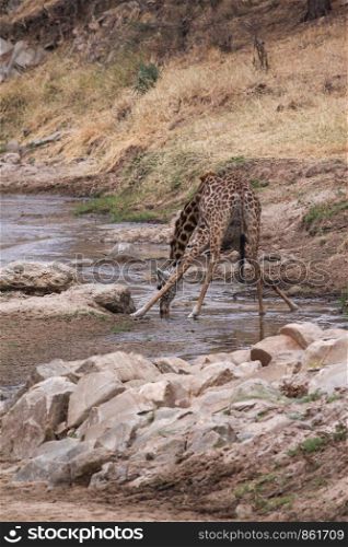 Giraffe bends feet while drinking in dried river