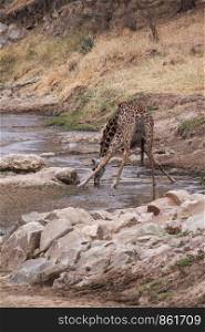 Giraffe bends feet while drinking in dried river