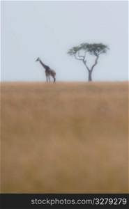 Giraffe by tree in Kenya