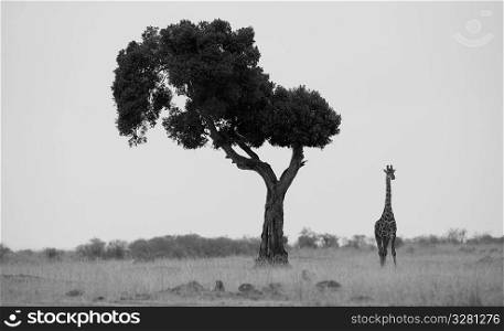 Giraffe by tree in Kenya