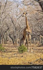 Giraffe calf feeding from the mother in a dry forest in South Africa