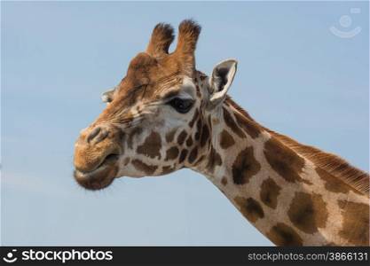 giraffe close up of head
