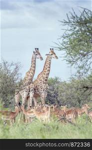 Giraffe couple and impala in Kruger National park, South Africa ; Specie Giraffa camelopardalis family of Giraffidae. Giraffe in Kruger National park, South Africa