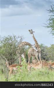 Giraffe couple meeting and impala in Kruger National park, South Africa ; Specie Giraffa camelopardalis family of Giraffidae. Giraffe in Kruger National park, South Africa
