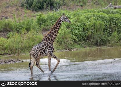 Giraffe Crossing river in Kruger National park, South Africa ; Specie Giraffa camelopardalis family of Giraffidae. Giraffe in Kruger National park, South Africa