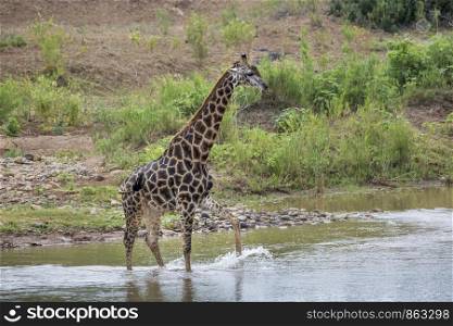 Giraffe Crossing river in Kruger National park, South Africa ; Specie Giraffa camelopardalis family of Giraffidae. Giraffe in Kruger National park, South Africa