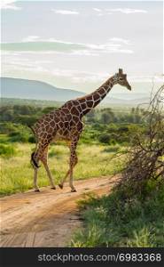 Giraffe crossing the trail in Samburu Park in central Kenya. Giraffe crossing the trail in Samburu Park