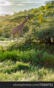 Giraffe crossing the trail in Samburu Park in central Kenya. Giraffe crossing the trail in Samburu