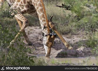 Giraffe Drinking. Giraffe Drinking Giraffa Camelopardalis Kruger National Park South Africa