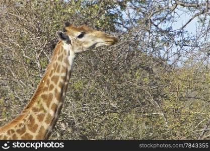 Giraffe eating in the Kruger National Park, South Africa