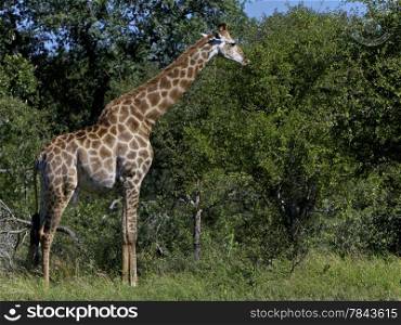 Giraffe Eating. South Africa