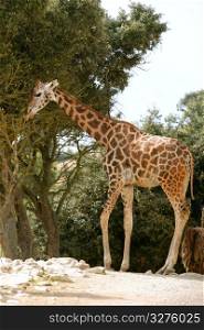 Giraffe eating stand up from a tree profile