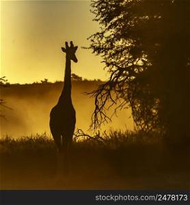 Giraffe front view at sunset in Kgalagadi transfrontier park, South Africa ; Specie Giraffa camelopardalis family of Giraffidae. Giraffe in Kgalagadi transfrontier park, South Africa